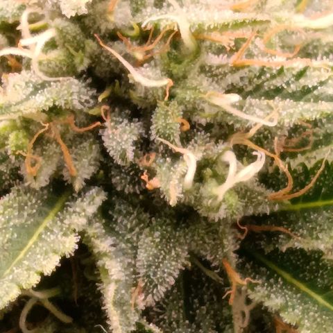 Anubis growlog timeline photo