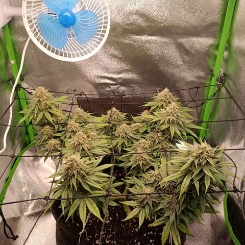 Anubis growlog timeline photo