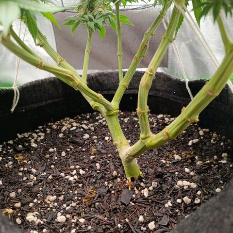 Anubis growlog timeline photo