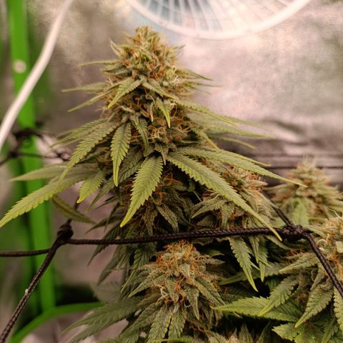 Anubis growlog timeline photo