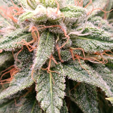 Anubis growlog timeline photo