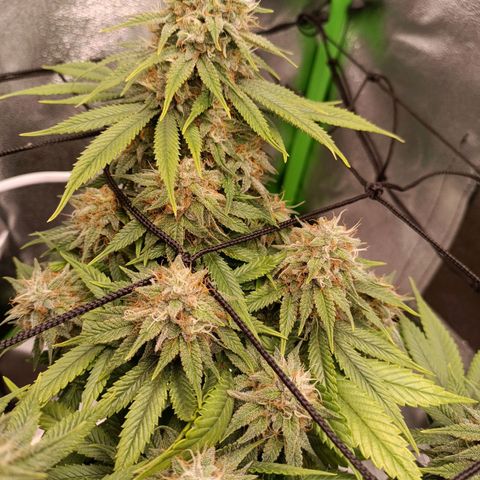 Anubis growlog timeline photo