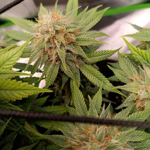 Anubis growlog timeline photo