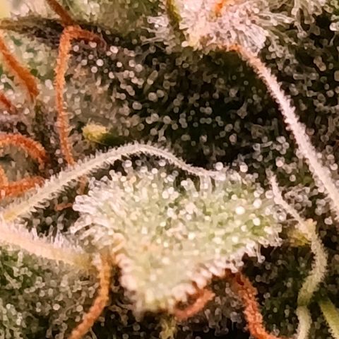 Anubis growlog timeline photo