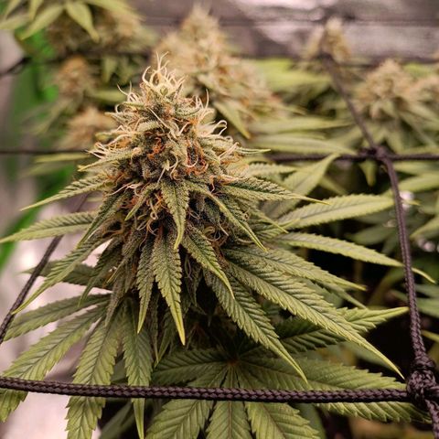 Anubis growlog timeline photo
