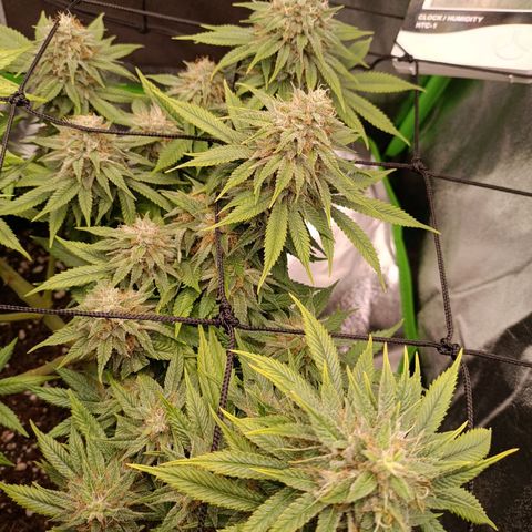 Anubis growlog timeline photo