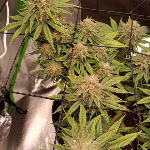 Anubis growlog timeline photo