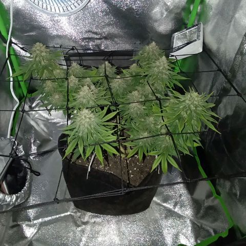 Anubis growlog photo: Fotos tiradas no período noturno da planta,apenas para registro 