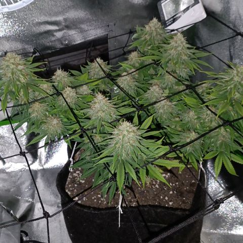 Anubis growlog photo: Fotos tiradas no período noturno da planta,apenas para registro 