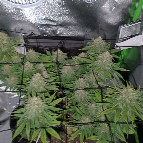 Anubis growlog photo: Fotos tiradas no período noturno da planta,apenas para registro 