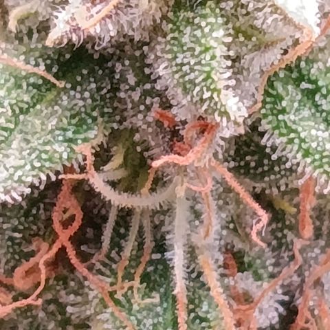 Anubis growlog timeline photo