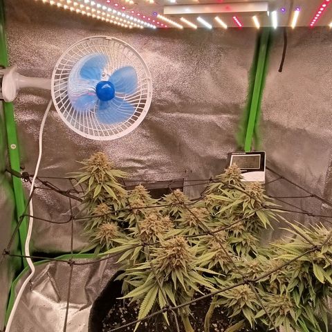 Anubis growlog timeline photo