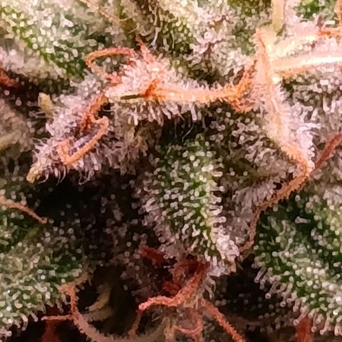 Anubis growlog timeline photo