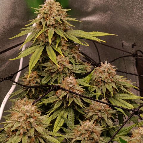 Anubis growlog timeline photo