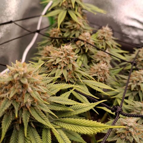 Anubis growlog timeline photo