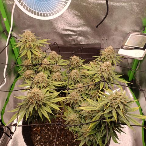 Anubis growlog timeline photo