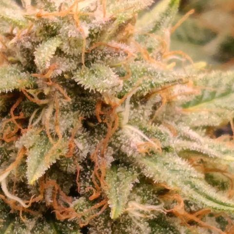 Anubis growlog timeline photo