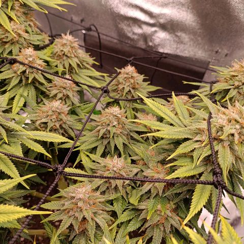Anubis growlog timeline photo