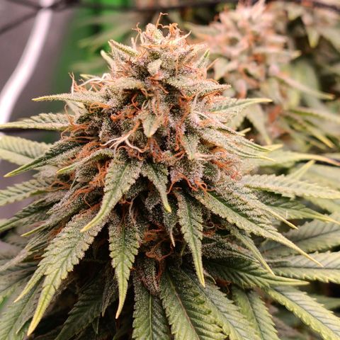 Anubis growlog timeline photo