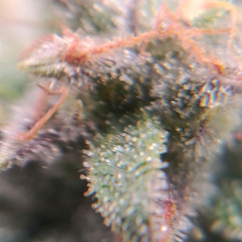 Anubis growlog timeline photo