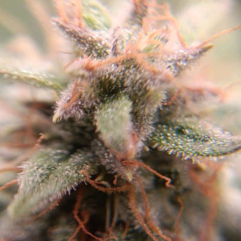 Anubis growlog timeline photo