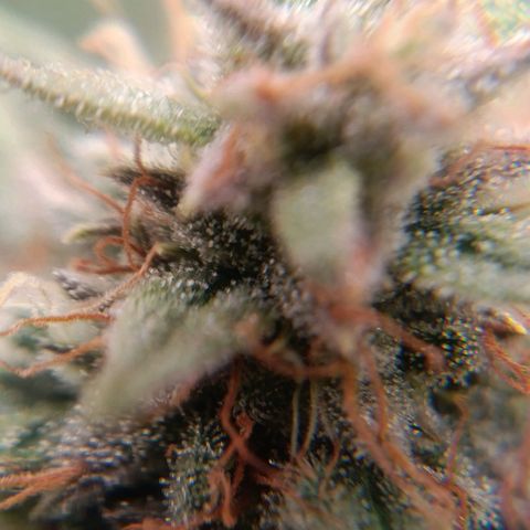 Anubis growlog timeline photo