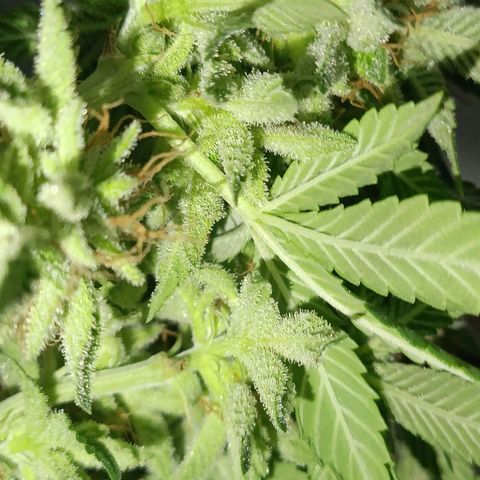 Anubis growlog timeline photo