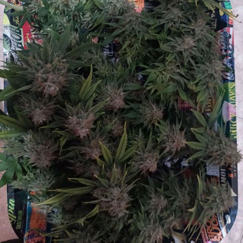 Anubis growlog timeline photo