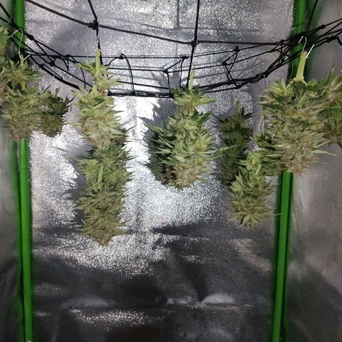 Anubis growlog timeline photo