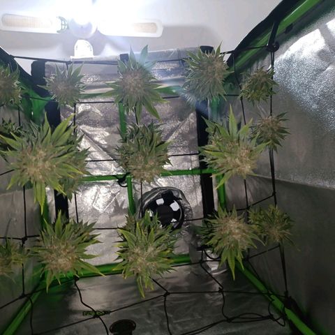 Anubis growlog timeline photo