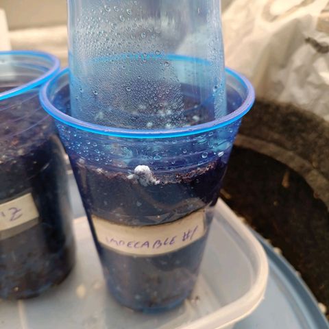Impecable  growlog photo: Transplante pra copo de 300ml