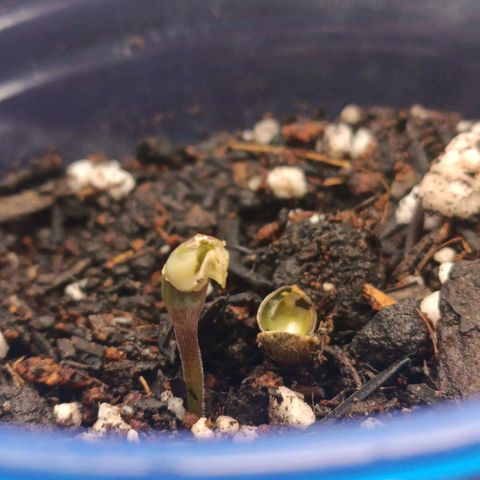 Impecable  growlog timeline photo
