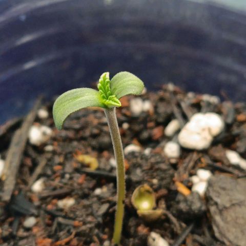 Impecable  growlog timeline photo