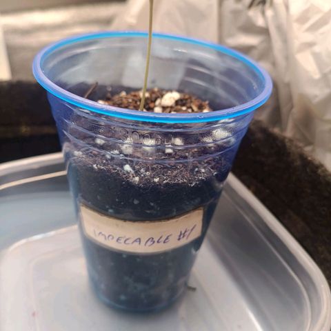 Impecable  growlog timeline photo