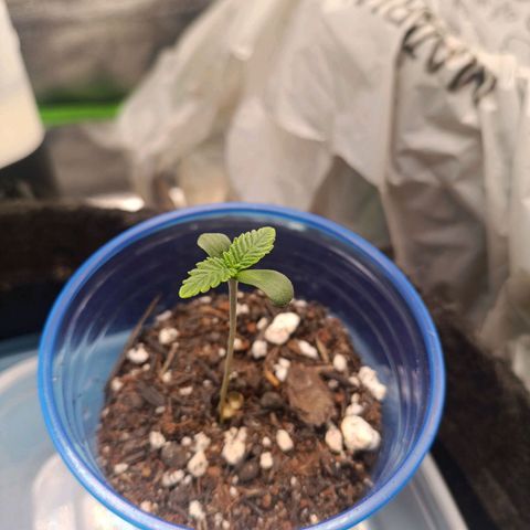 Impecable  growlog timeline photo