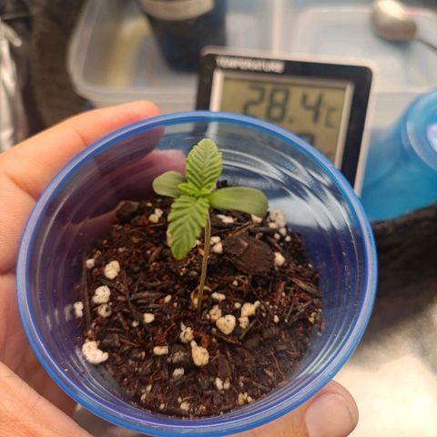 Impecable  growlog photo: Desenvolvimento radicular saudável 