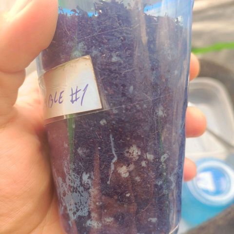 Impecable  growlog photo: Desenvolvimento radicular saudável 