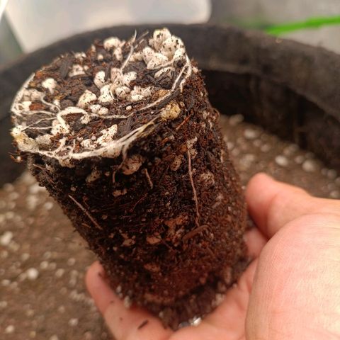 Impecable  growlog timeline photo