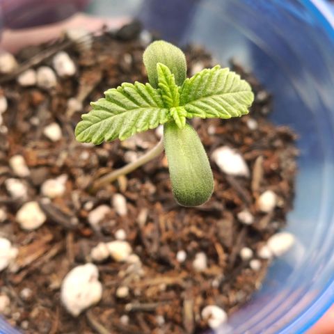 Impecable  growlog timeline photo