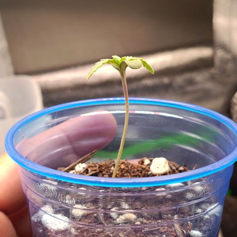 Impecable  growlog timeline photo