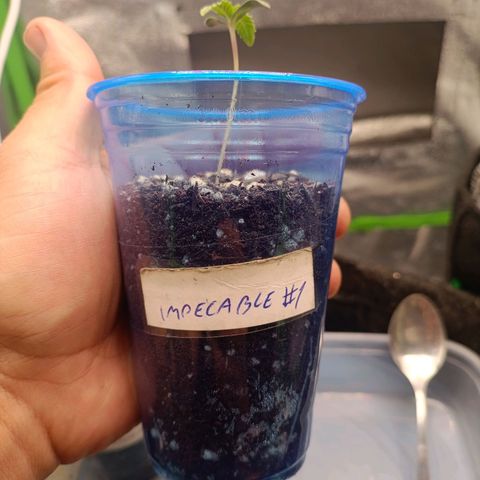 Impecable  growlog timeline photo