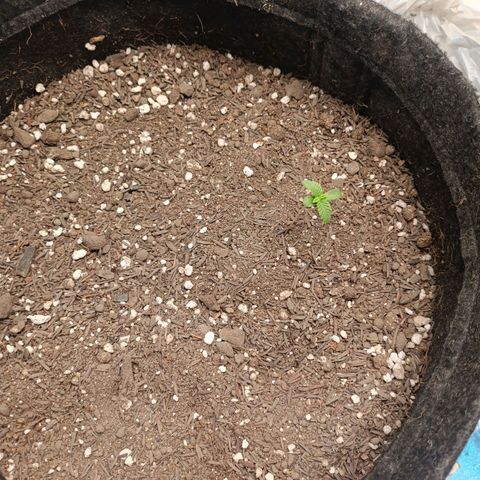 Impecable  growlog timeline photo