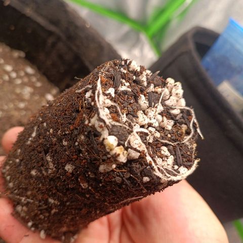 Impecable  growlog timeline photo