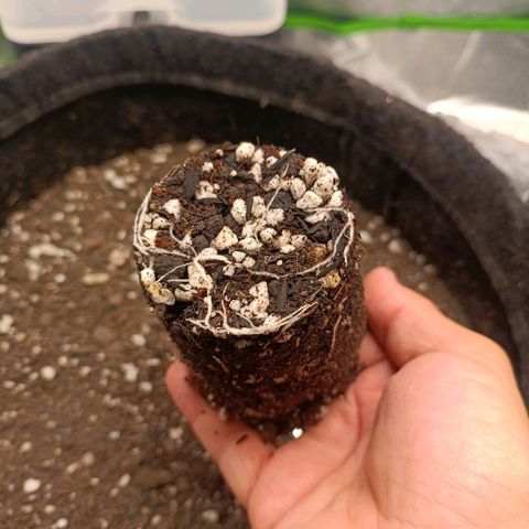 Impecable  growlog timeline photo