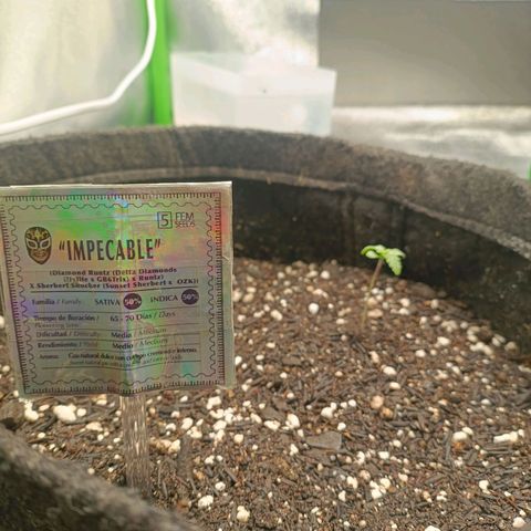 Impecable  growlog timeline photo