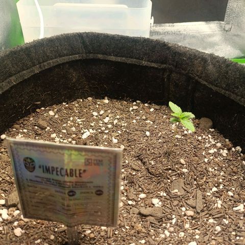 Impecable  growlog timeline photo
