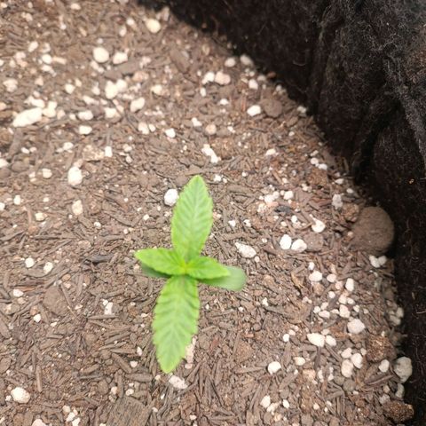 Impecable  growlog timeline photo