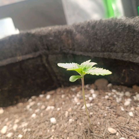 Impecable  growlog timeline photo