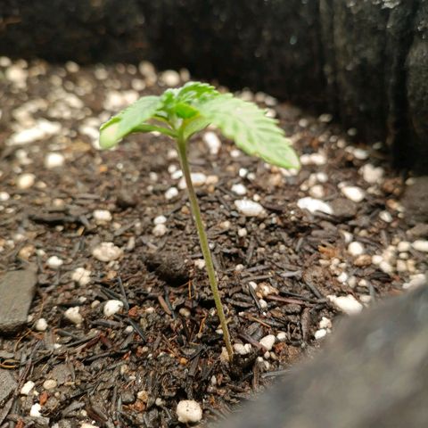 Impecable  growlog timeline photo