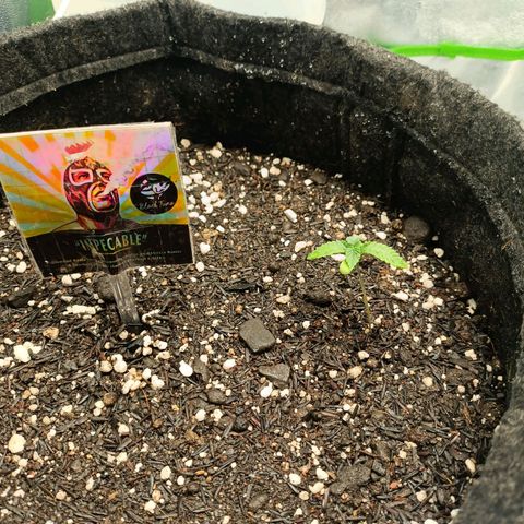 Impecable  growlog timeline photo